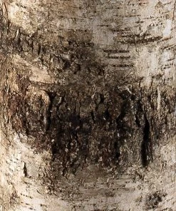 Jamie Young Forrester Floor Lamp In Birch Veneer With Drum Shade In Stone Linen