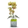 T&C Floral Company BK Grey Marble Like Container Single GR Orchid W/Quartz DECOR