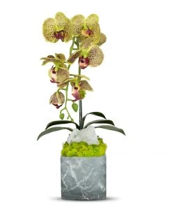 T&C Floral Company BK Grey Marble Like Container Single GR Orchid W/Quartz DECOR