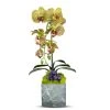 T&C Floral Company Blk Marble Like Container Single GR Orchid/Amethyst
