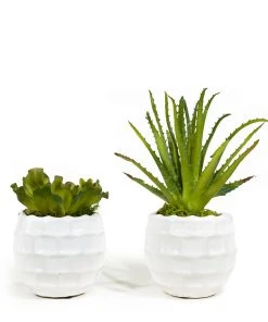 T&C Floral Company Succulents Set Of 2 B