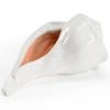 Wildwood Destin Shell Sculpture DECOR