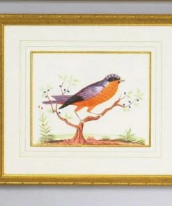 Chelsea House Orange Breast