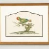 Chelsea House 32-0021b Guinea Parakeet Wall Art DECOR