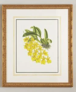 Chelsea House Oncidium Concolor