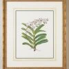 DECOR Chelsea House Aer Crispum Warner II Wall Art