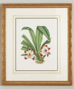 Wall Art Chelsea House Pescatorea Klabochor