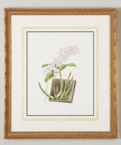 DECOR Chelsea House Dend Kingianum Album Wall Art