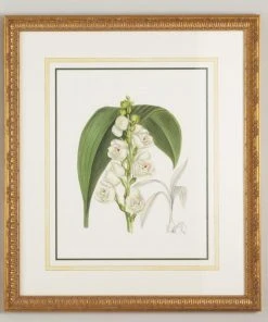 Chelsea House Peristeria Elata DECOR