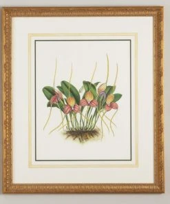 Chelsea House M'ia Shuttleworth II