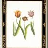 DECOR Chelsea House Tulip/Dec.frame(988)