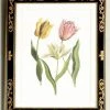 Chelsea House Tulip/Dec.frame(991)
