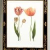 Chelsea House Tulip/Dec.frame(989) DECOR