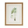DECOR Chelsea House Curtis Ferns I Wall Art