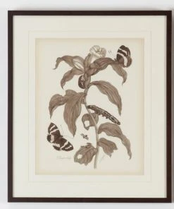 Chelsea House Nature Study/Sepia-I Wall Art