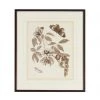 Chelsea House Nature Study/Sepia II Wall Art DECOR