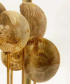 Sculptures & Objects Chelsea House Ammonoidea Collection