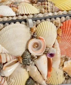 Chelsea House Shell Boxes (S3)