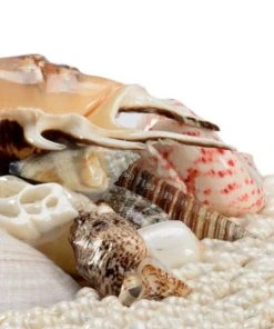 Chelsea House White Shell Boxes (S2) DECOR