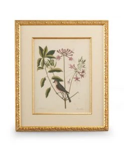 Chelsea House Catesby Bird & Botanical I