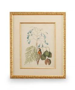 Chelsea House Catesby Bird & Botanical II