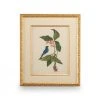 Chelsea House Catesby Bird & Botanical IV DECOR