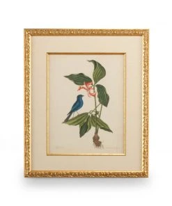 Chelsea House Catesby Bird & Botanical IV DECOR