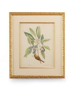 Chelsea House Catesby Bird & Botanical V