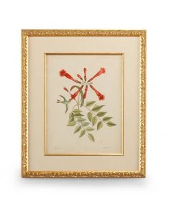 Chelsea House Catesby Bird & Botanical VI