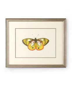 Chelsea House Butterfly VI