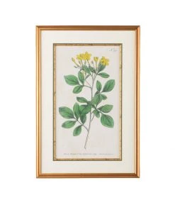 Chelsea House Botanical Plate No.285 DECOR