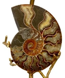 Chelsea House Ammonite Lamp (Right) Table Lamps