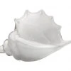 Jamie Young Triton Shell In White Blown Glass