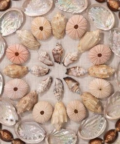 DECOR Jamie Young Bondi Acrylic Wall Art In Multi-Colored Shells