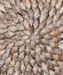 Jamie Young Riviera Framed Wall Art In Beige Simnia Shell DECOR