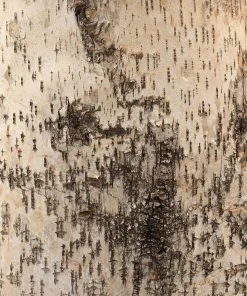 Table Lamps Jamie Young Forrester Table Lamp In Birch Veneer With Oval Shade In Natural Linen