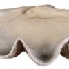 Uttermost Clam Shell Bowl DECOR