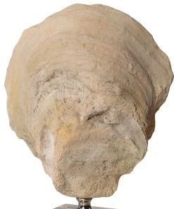 Uttermost Oyster Shell Sculptures, S/2 DECOR