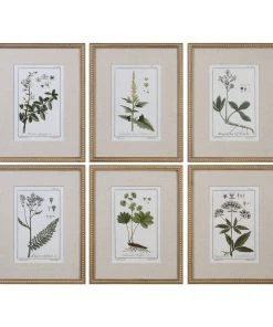 Uttermost Green Floral Botanical Study Prints S/6