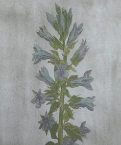 Uttermost Stem Study Framed Prints Set/4 Wall Art