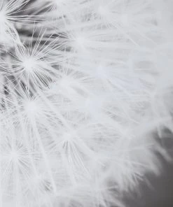 Wall Art Uttermost Dandelion Seedhead Framed Print