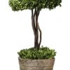 Uttermost Tree Topiary Preserved Boxwood DECOR