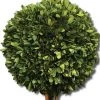 DECOR Uttermost Two Sphere Topiary Preserved Boxwood