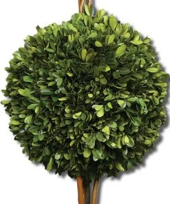 DECOR Uttermost Two Sphere Topiary Preserved Boxwood