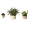 Uttermost La Costa Greenery, Set/3 DECOR