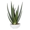 DECOR Uttermost Evarado Aloe Planter
