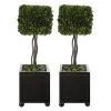 DECOR Uttermost Preserved Boxwood Square Topiaries, S/2