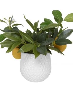 Uttermost Positano Lemon In White Pot