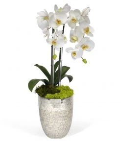 T&C Floral Company Double Orchids In Silver Container DECOR