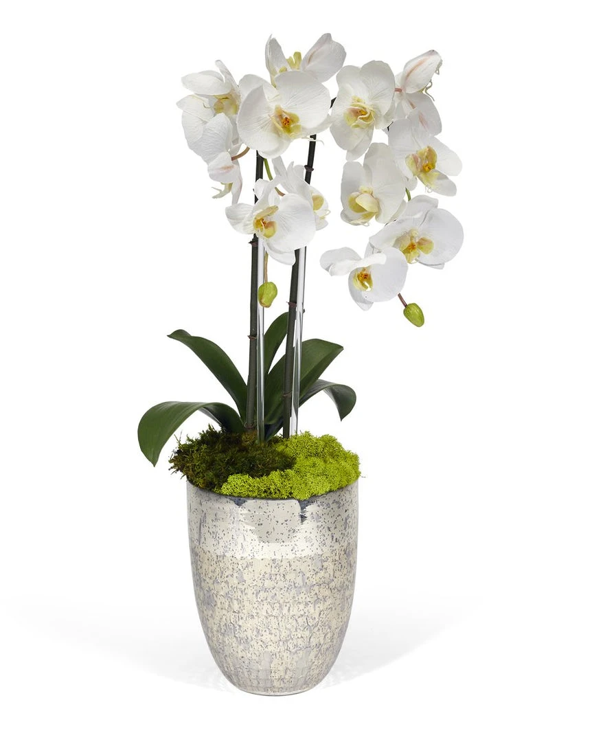 T&C Floral Company Double Orchids In Silver Container DECOR 3 T&C Floral Company Double Orchids In Silver Container DECOR